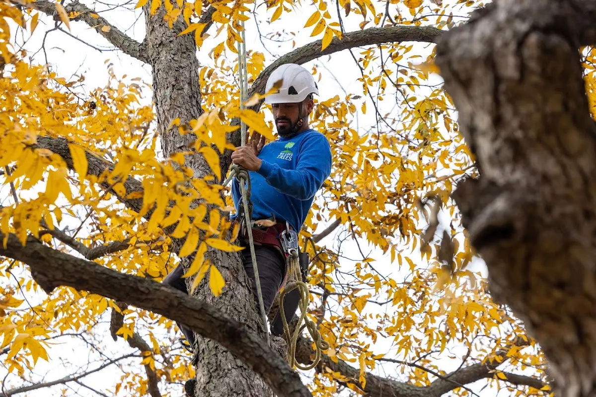 Skilled Storm Damage Cleanup crew working in Olney